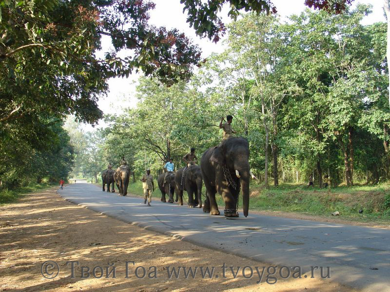 каждое утро слоны приходят из джунглей