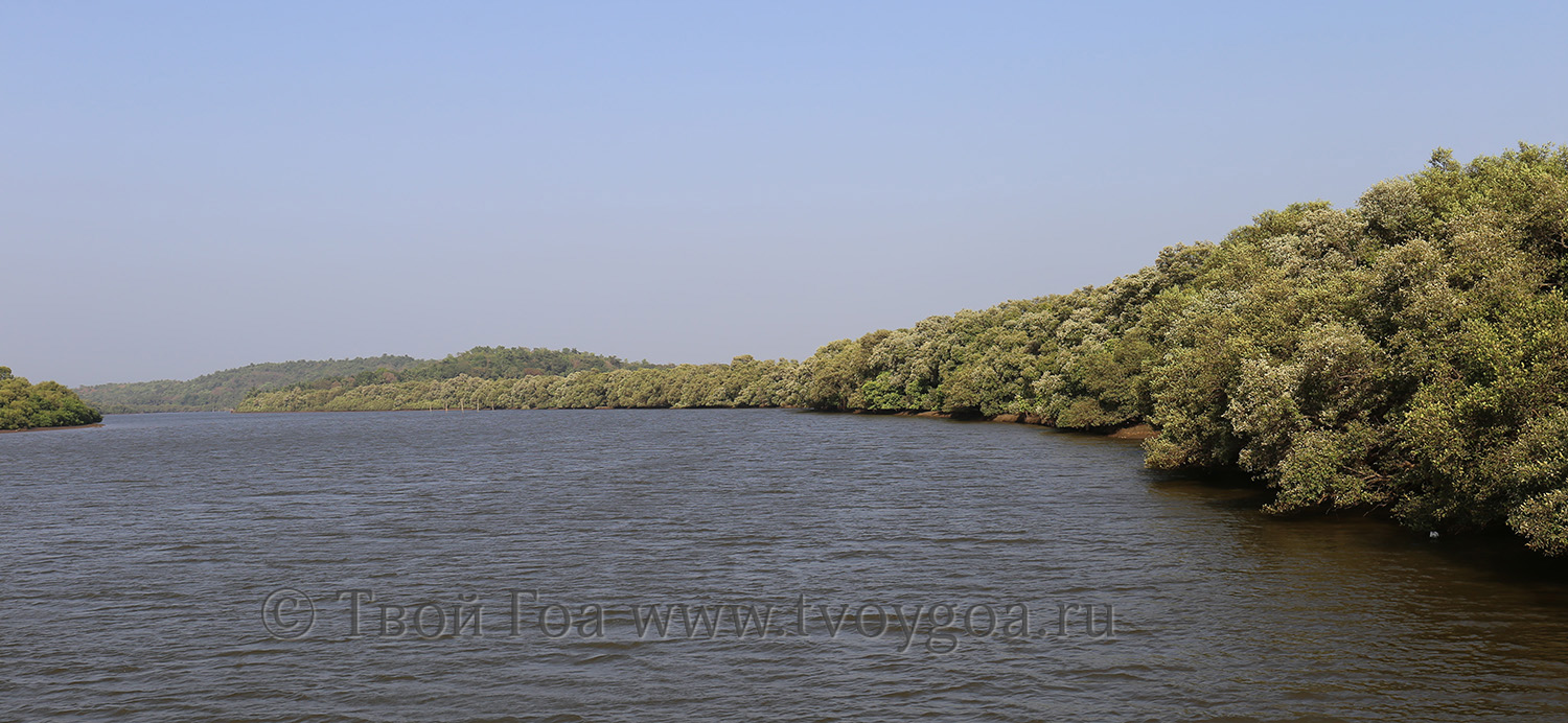 бесконечные мангровые заросли