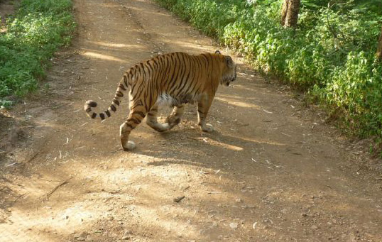 фото Тигровый заповедник