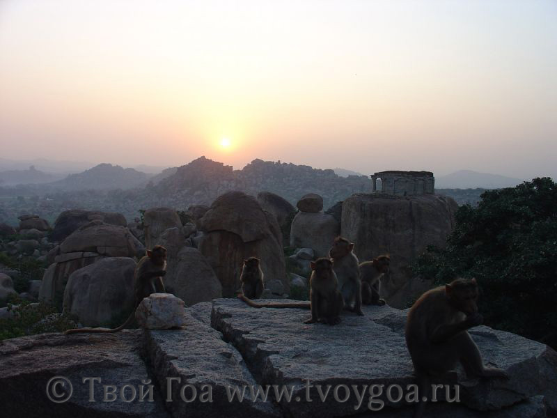 фото Хампи_обезьяны любят встречать рассвет в Хампи