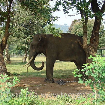 величественный слон