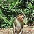 обезьяны - очаровательные фотомодели
