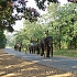 каждое утро слоны приходят из джунглей