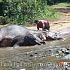 купание слонов