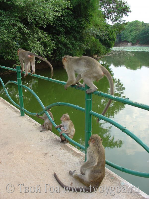 в парках вы встретите обезьянок