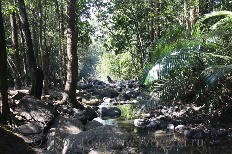 джунгли - дорога к водопаду Дудхсагар