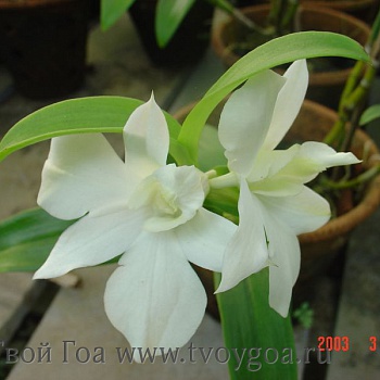 ваниль - орхидея