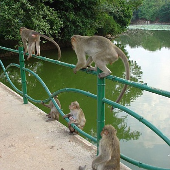 в парках вы встретите обезьянок