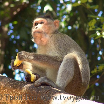 обезьяна - бананов много не бывает