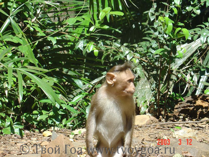 обезьяны - очаровательные фотомодели