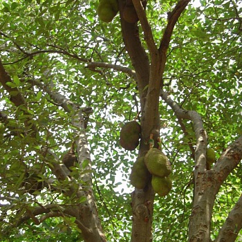 плоды джекфрута достигают 40 кг