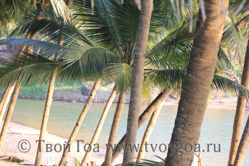 фото пляж Палолем, Кола и старинный форт Кабо де Рама_солнце, море, пальмы