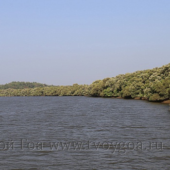 бесконечные мангровые заросли