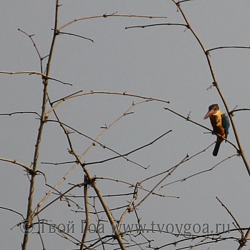 кингфишер Kingfisher - очень симпатичный символ Гоа