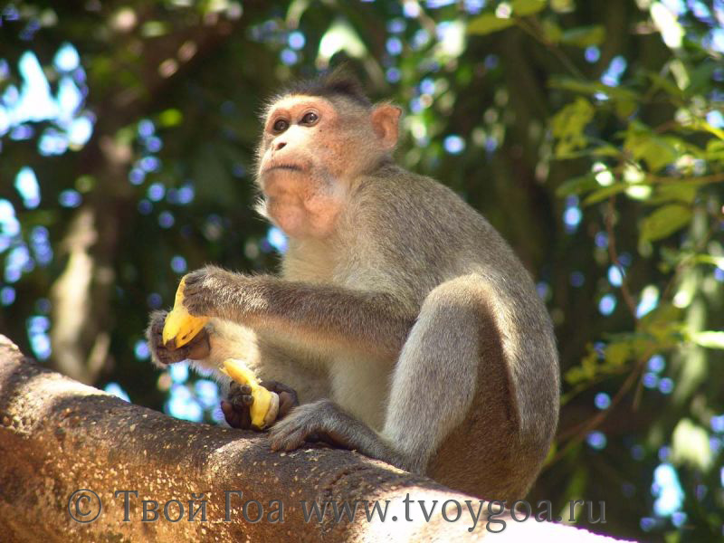 обезьяна - бананов много не бывает
