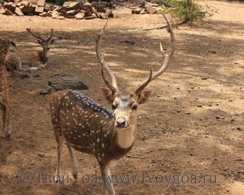фото Махабалешвар и Колхапур_мини зоопарк в саду дворца