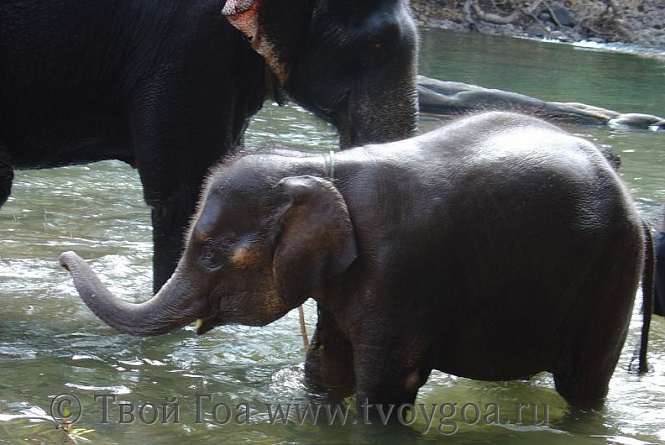 купание и катание со слонами