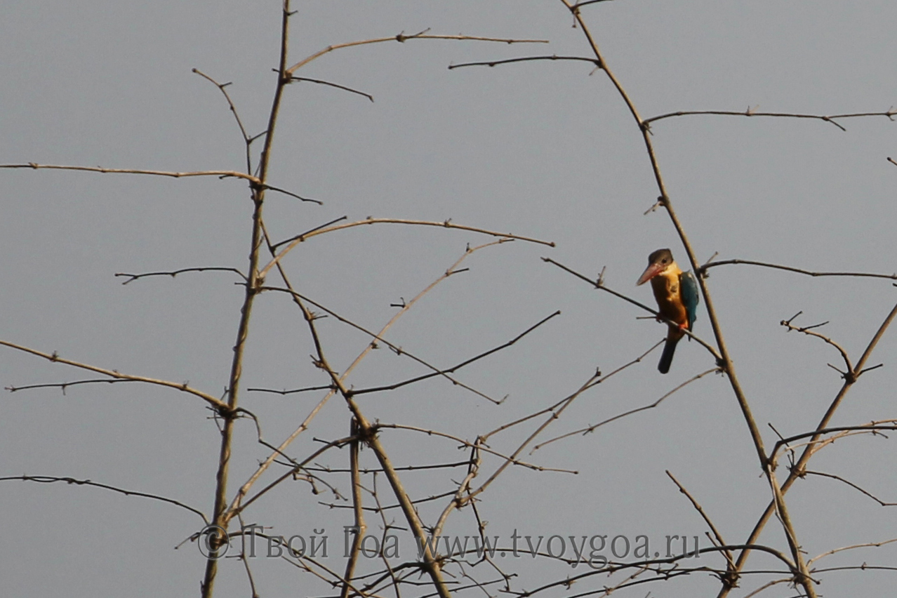 кингфишер Kingfisher - очень симпатичный символ Гоа