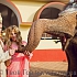 свадьба со слоном в индийском стиле