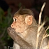 фото Хампи_обезьянка на рассвете